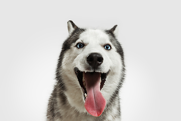 Image showing Studio shot of Husky dog isolated on white studio background