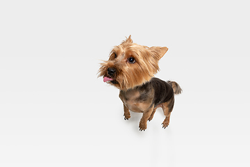 Image showing Studio shot of yorkshire terrier dog isolated on white studio background