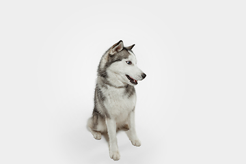 Image showing Studio shot of Husky dog isolated on white studio background