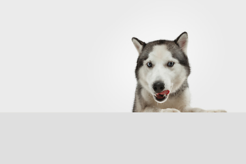 Image showing Studio shot of Husky dog isolated on white studio background