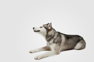 Image showing Studio shot of Husky dog isolated on white studio background