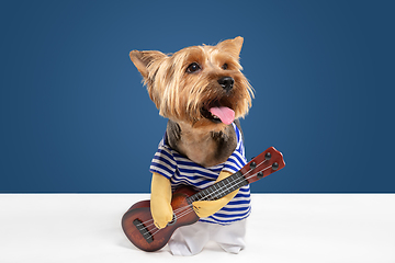 Image showing Studio shot of yorkshire terrier dog isolated on white studio background