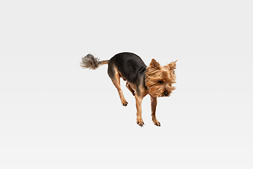 Image showing Studio shot of yorkshire terrier dog isolated on white studio background