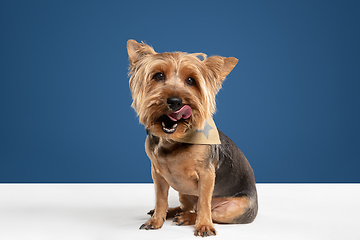 Image showing Studio shot of yorkshire terrier dog isolated on white studio background