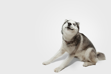 Image showing Studio shot of Husky dog isolated on white studio background