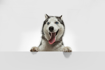 Image showing Studio shot of Husky dog isolated on white studio background