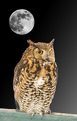 Image showing owl animal