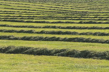 Image showing meadow with hay rows