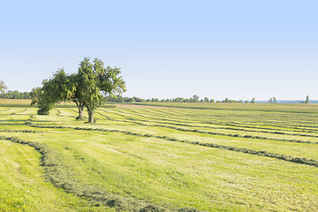 Image showing meadow with fruit trees