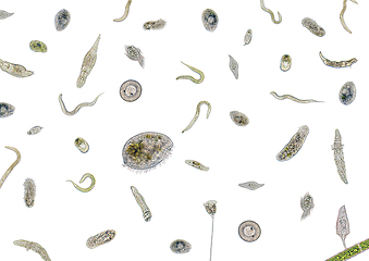 Image showing lots of various microorganisms