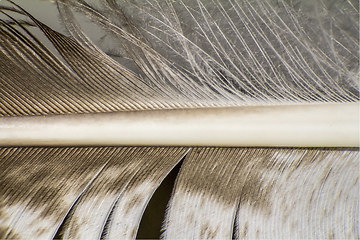 Image showing macro shot of a feather