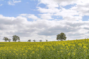 Image showing field of rapeseed at spring time