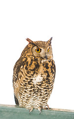 Image showing owl animal