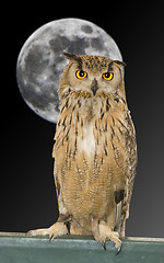 Image showing owl animal