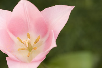 Image showing flower tulip background