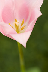 Image showing flower tulip background