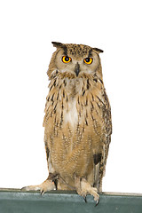 Image showing owl animal