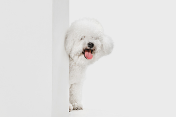 Image showing Little cute dog Bichon Frise posing isolated over white background.