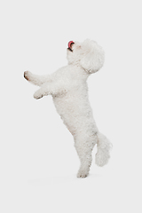 Image showing Portrait of little cute dog Bichon Frise isolated over white background.