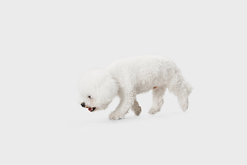 Image showing Little cute dog Bichon Frise posing isolated over white background.