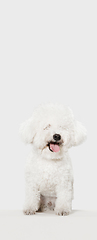 Image showing Portrait of little cute dog Bichon Frise isolated over white background.