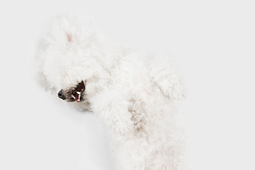 Image showing Little cute dog Bichon Frise posing isolated over white background.