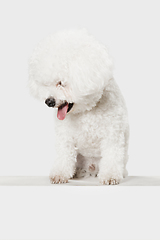 Image showing Small funny dog Bichon Frise posing isolated over white background.