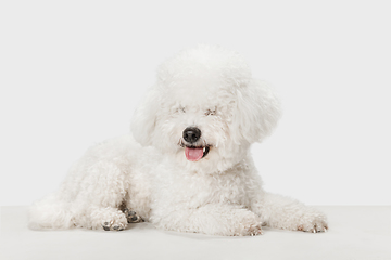 Image showing Small cute dog Bichon Frise posing isolated over white background.