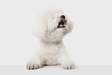 Image showing Portrait of Little cute dog Bichon Frise isolated over white background.