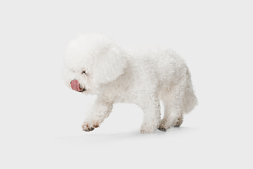 Image showing Little cute dog Bichon Frise posing isolated over white background.