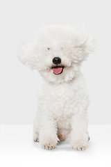 Image showing Small cute dog Bichon Frise posing isolated over white background.