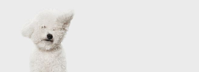 Image showing Portrait of little cute dog Bichon Frise isolated over white background.