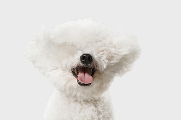 Image showing Little cute dog Bichon Frise posing isolated over white background.