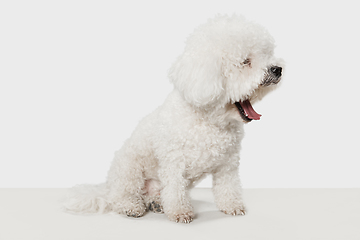 Image showing Portrait of Little cute dog Bichon Frise isolated over white background.