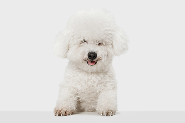 Image showing Small funny dog Bichon Frise posing isolated over white background.