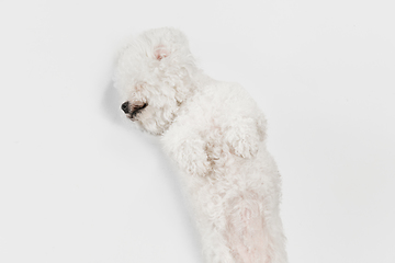 Image showing Little cute dog Bichon Frise posing isolated over white background.