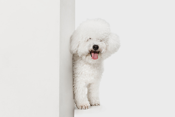 Image showing Portrait of Little cute dog Bichon Frise isolated over white background.