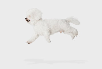 Image showing Little cute dog Bichon Frise posing isolated over white background.