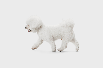 Image showing Little cute dog Bichon Frise posing isolated over white background.