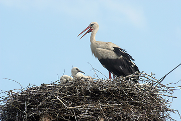 Image showing Stork in its nest 