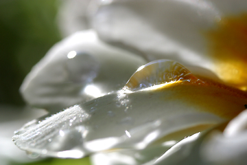 Image showing Primrose (Primula) macro