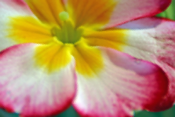 Image showing Primrose (Primula) macro