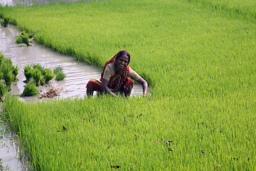 Image showing Rural woman working in rice plantation in Basanti, West Bengal, India 