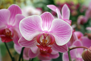 Image showing Beautiful pink orchid flowers cluster