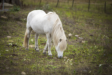 Image showing Horse