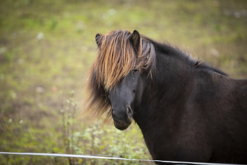 Image showing Horse