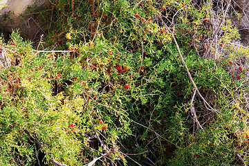 Image showing Plant in coastal cliffs.