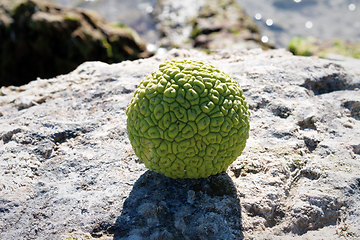 Image showing Adam's apple on the seashore.