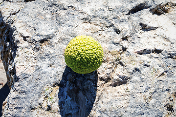 Image showing Adam's apple on the seashore.