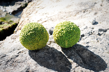 Image showing Adam's apple on the seashore.